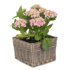 Iken Medium Square Antique Wash Planter