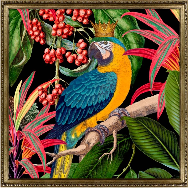 Parrot King I Framed Picture by Andrea Hasse