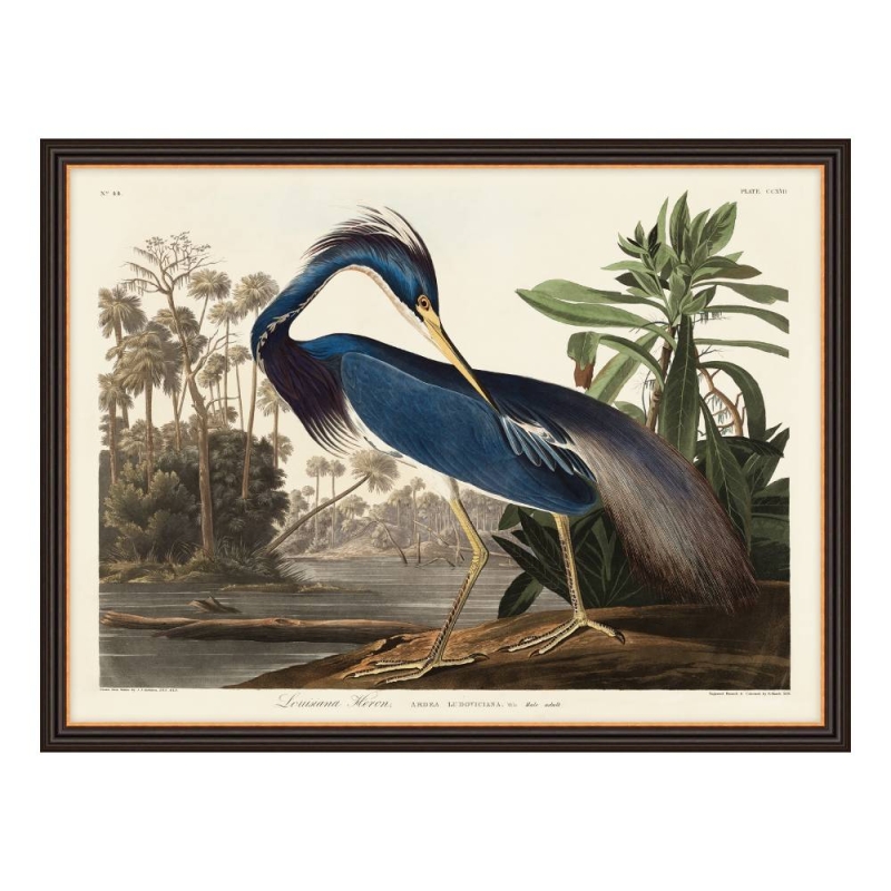 Louisiana Heron - Framed Picture