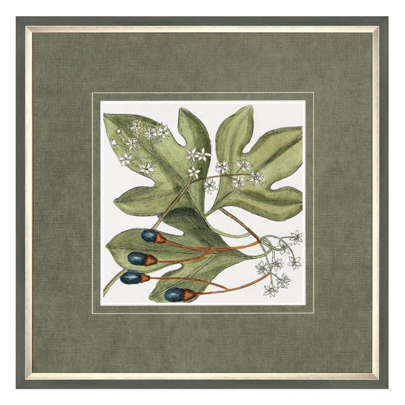 Botanical Beauty Framed Print