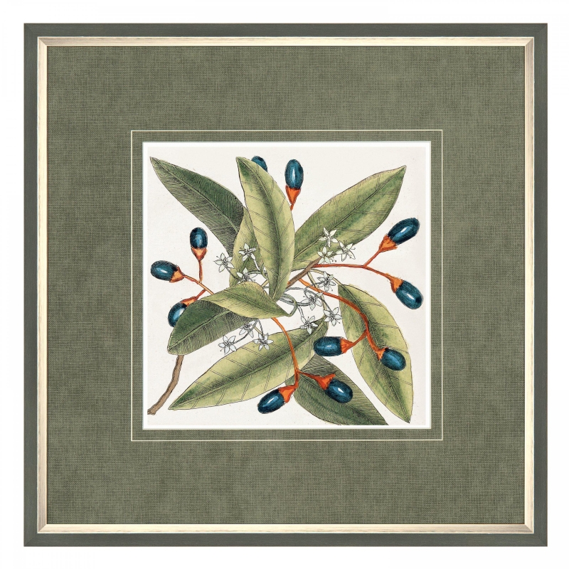 Botanical Style Framed Print