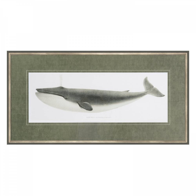 Blue Whale Framed Print