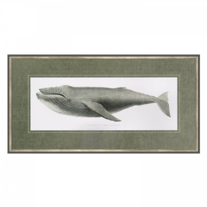 Humpback Whale Framed Print