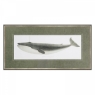 Blue Whale Framed Print